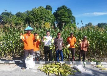Petik Hasil Pembinaan, Lapas Namlea Panen Jagung Ketan