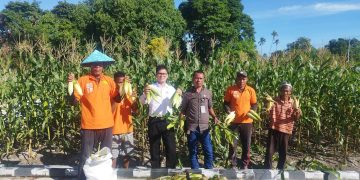 Petik Hasil Pembinaan, Lapas Namlea Panen Jagung Ketan