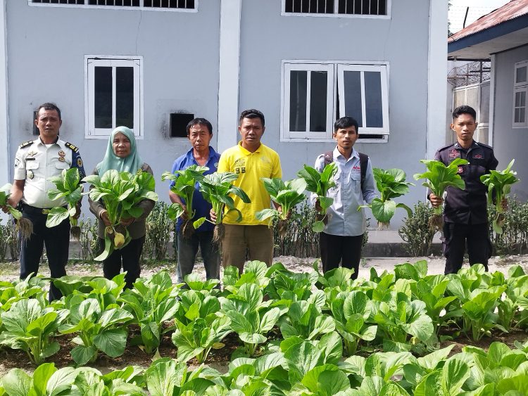 Panen Sawi Bersama BPP Waplau dan YBTS, Lapas Namlea Tuai Hasil Pembinaan Warga Binaan