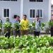 Panen Sawi Bersama BPP Waplau dan YBTS, Lapas Namlea Tuai Hasil Pembinaan Warga Binaan