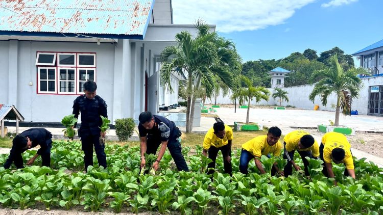 Hasil Nyata Ketahanan Pangan, Warga Binaan Lapas Namlea Panen 50 Ikat Sawit