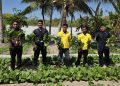 Berkah Hasil Budidaya Pertanian, Lapas Namlea Panen Puluhan Ikat Sawi