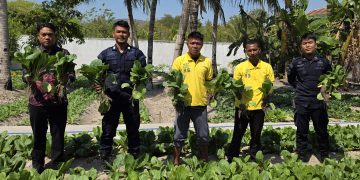 Berkah Hasil Budidaya Pertanian, Lapas Namlea Panen Puluhan Ikat Sawi