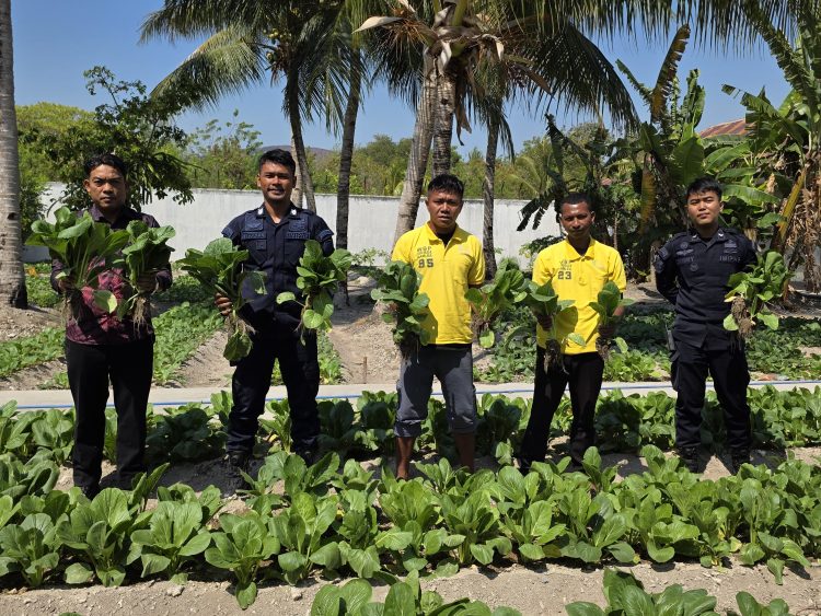 Berkah Hasil Budidaya Pertanian, Lapas Namlea Panen Puluhan Ikat Sawi