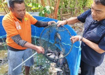 Tuai Hasil Budidaya Perikanan, Lapas Namlea Panen Ikan Nila