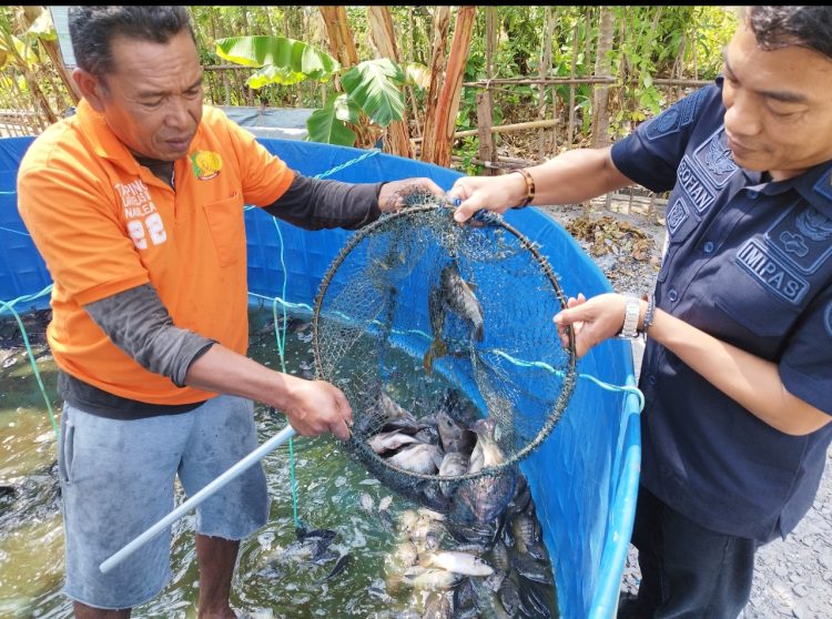 Tuai Hasil Budidaya Perikanan, Lapas Namlea Panen Ikan Nila