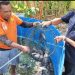 Tuai Hasil Budidaya Perikanan, Lapas Namlea Panen Ikan Nila